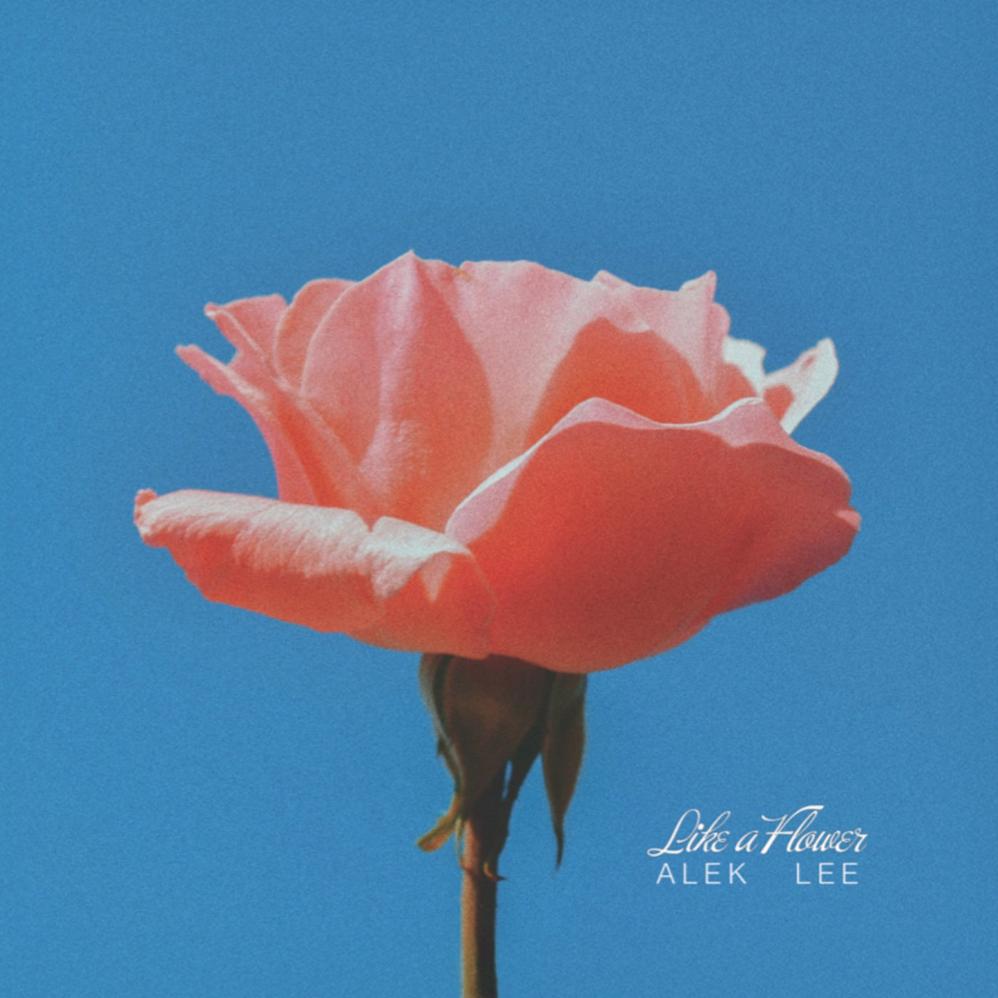 Alek Lee - Like A Flower